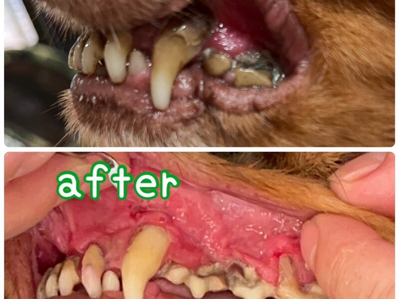 おうちマルシェありがとうございました